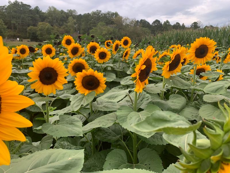 Town Creek Valley Farm