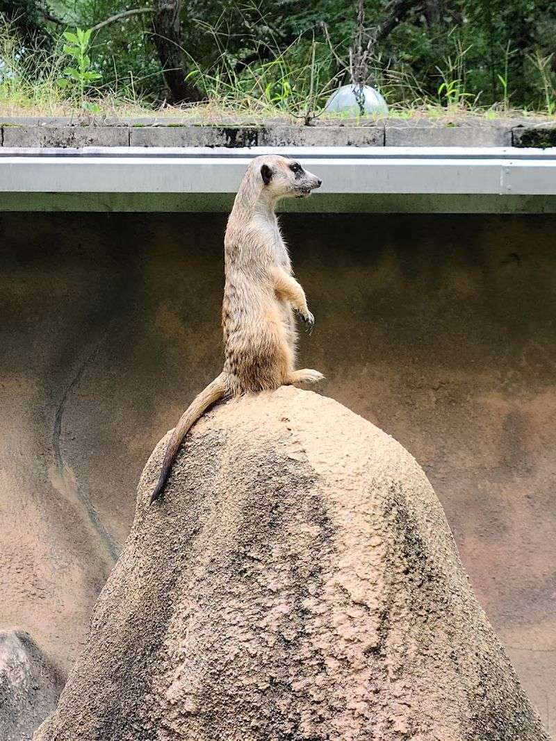 Chehaw Park & Zoo (Albany)