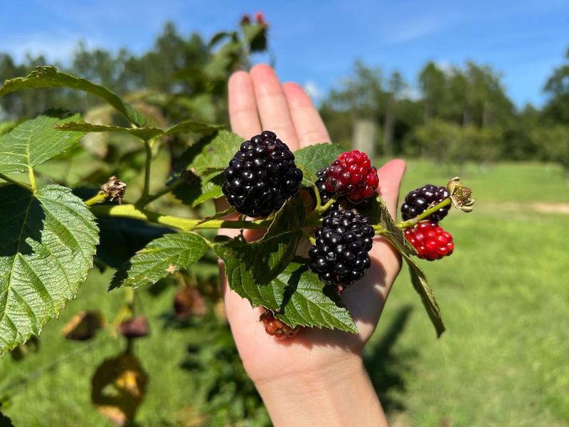 Berry Good Farms