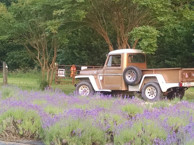 Carolina Lavender - Fountain Inn, Laurens County