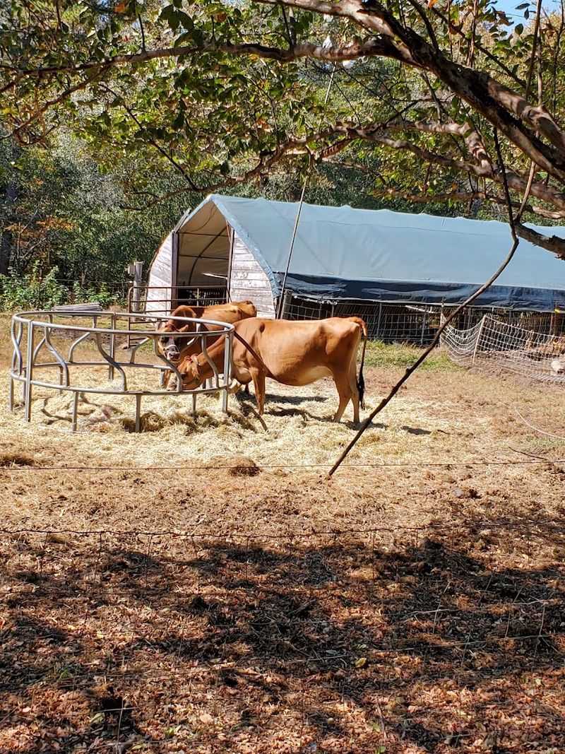 Samaria Farm & Dairy LLC