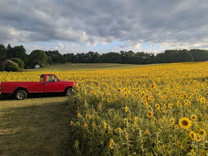 Gorby Sunflowers