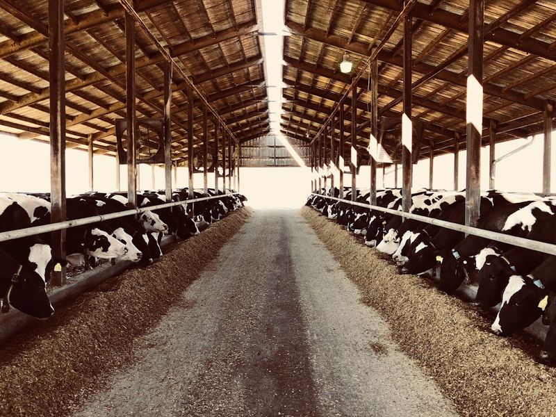 Hickory Hill Milk