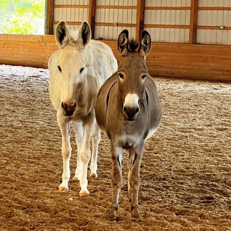 Squirrelwood Equine Sanctuary - Montgomery