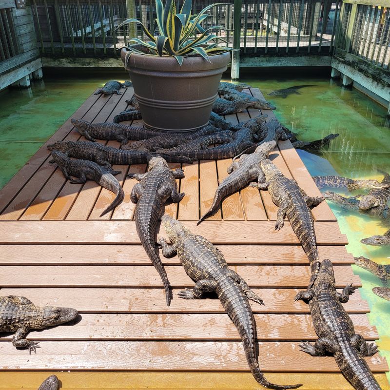 A Little Weird, A Little Wild, And Fully Florida