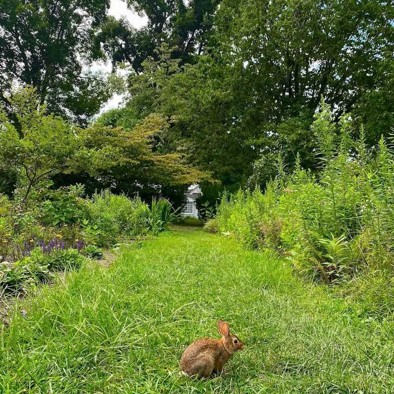 Sweetbriar Nature Center (Wildlife Rehabilitation) - Smithtown