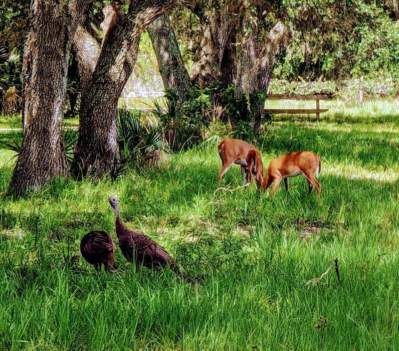 Kissimmee Prairie Preserve State Park (Okeechobee County)