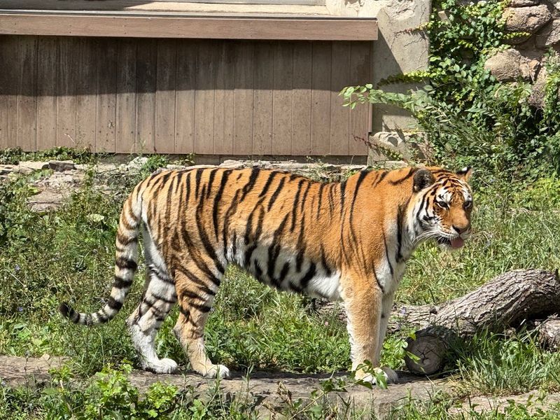 Buffalo Zoo - Buffalo, Erie County