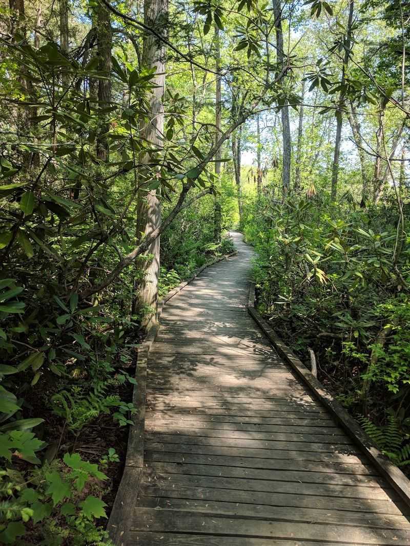 The Boardwalk Through the Green Tunnel