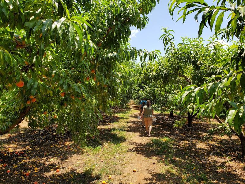 More Than Strawberries: Summer Brings Even More Fresh Fruit