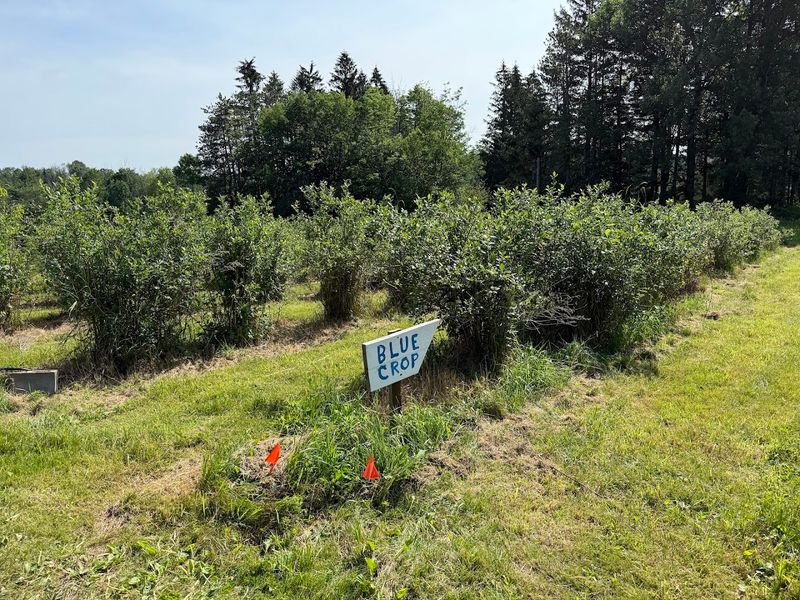 BlueThumb Blueberries