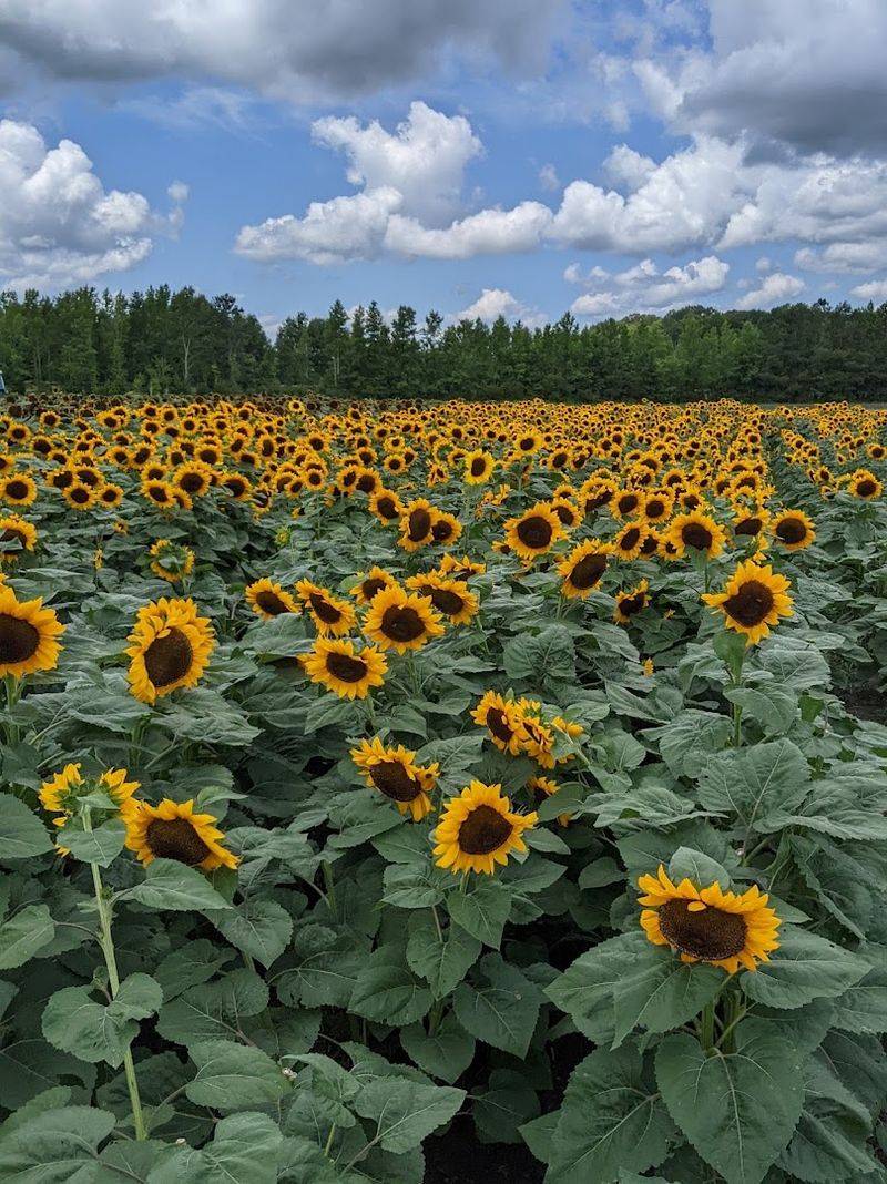 Hickory Ridge Farm