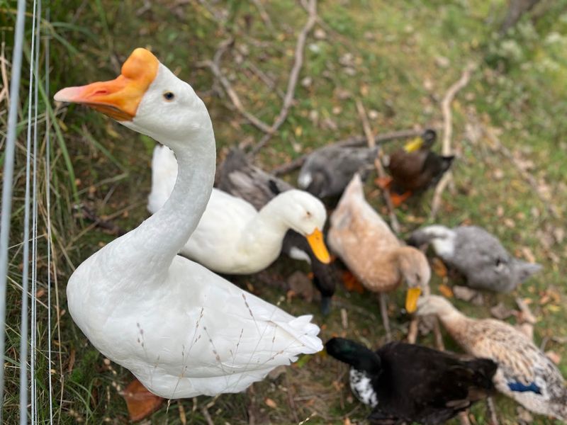 Iowa Farm Sanctuary - Oxford, Johnson County, Iowa