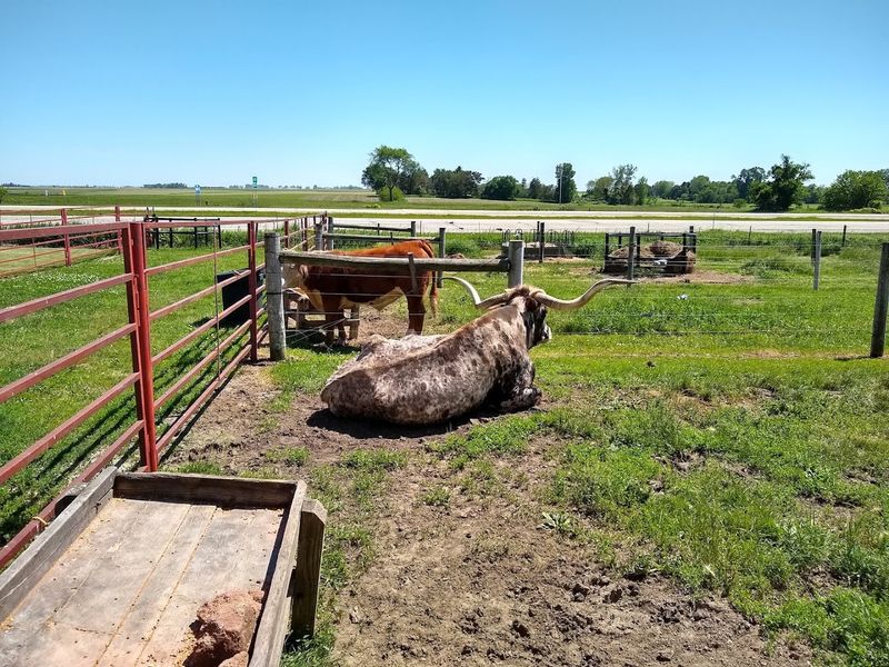 Heartland Acres Farm - Independence, Buchanan County, Iowa