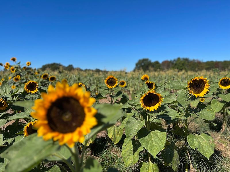 Rock House Farm - Mooresville, Iredell County