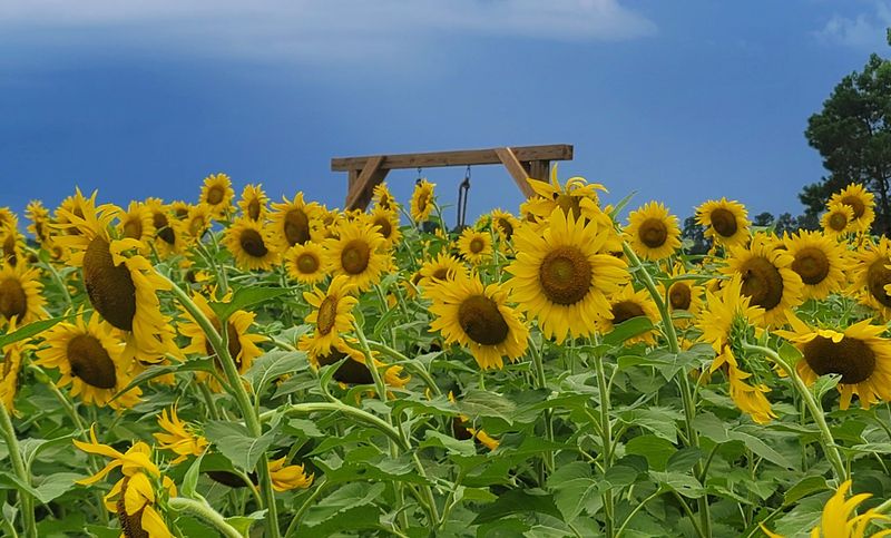 Palmetto Sunflower Farm, Aynor, Horry County