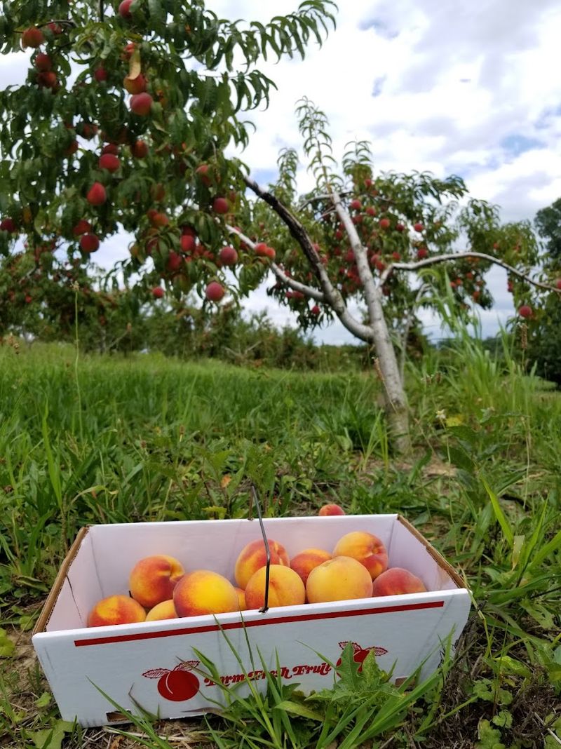 Branstool Orchards - Utica, Licking County
