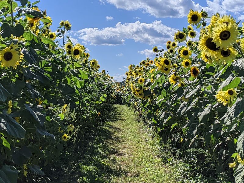 Kelder's Farm