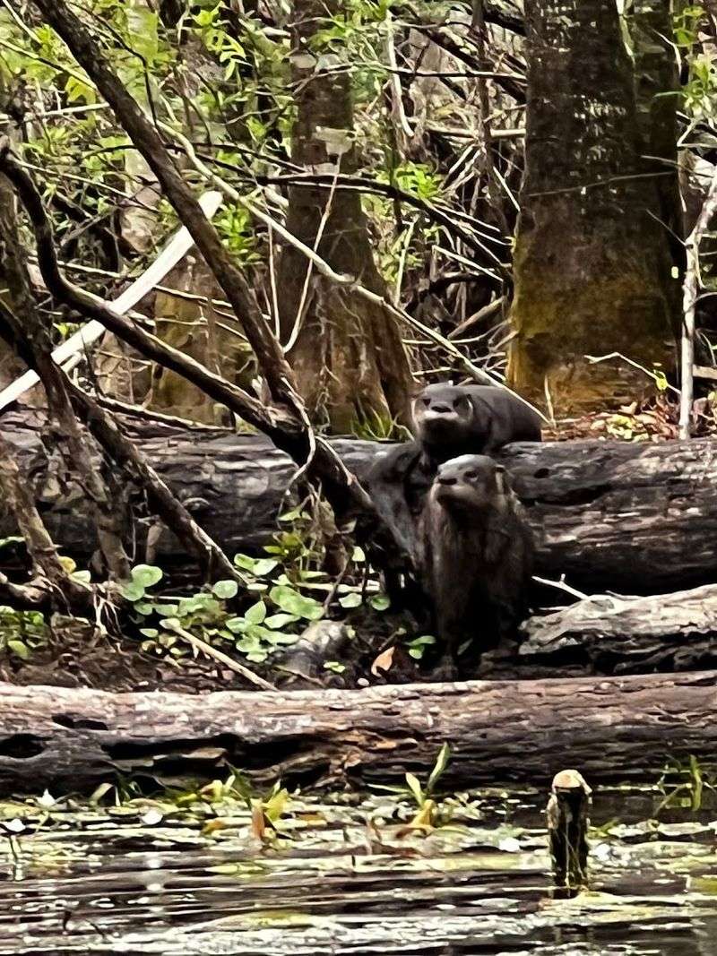 Otter Families Playing Just Feet From Your Kayak