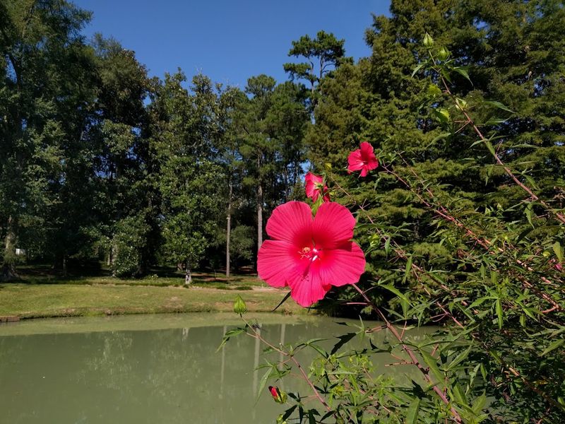 Hopeland Gardens - Aiken, Aiken County