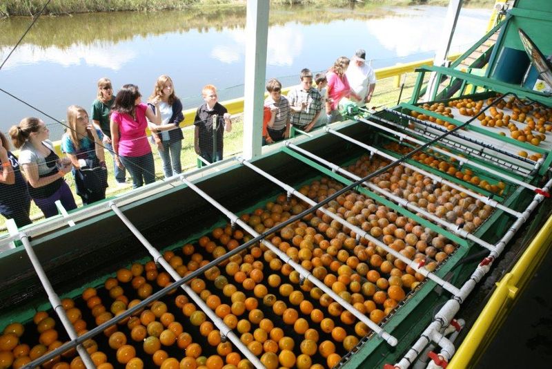 Al's Family Farms Citrus Tour