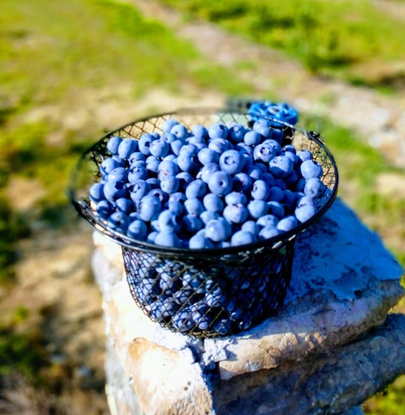HEMI Blueberry Farm