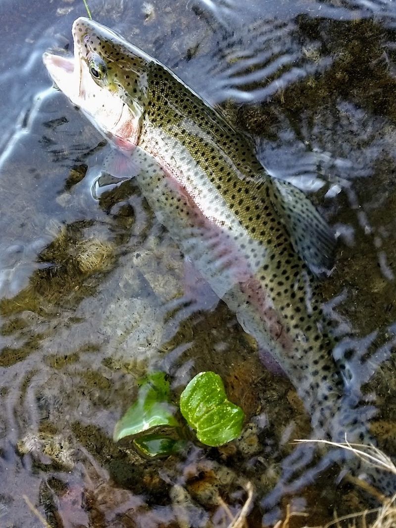 A Favorite For Fishing Fans