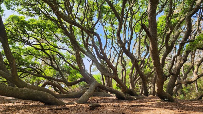 Huntington Beach State Park - Murrells Inlet, Georgetown County