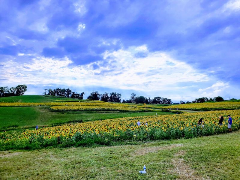 Acres of Golden Beauty Waiting to Be Explored
