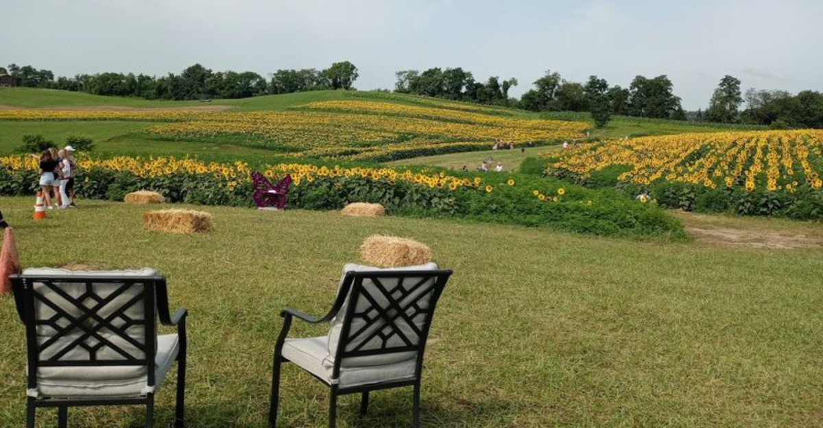 Take A Summer Walk Through Endless Sunflower Fields At This Pennsylvania Farm