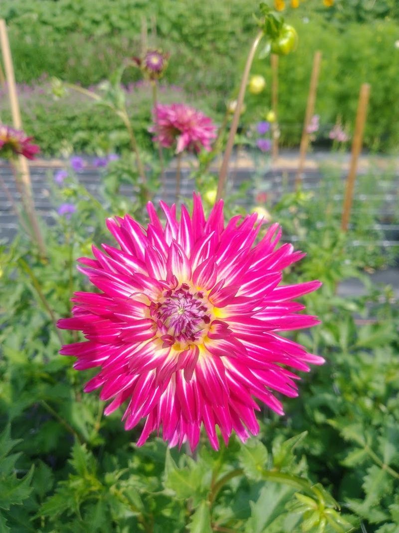 Royal Oaks Farm - Flowers