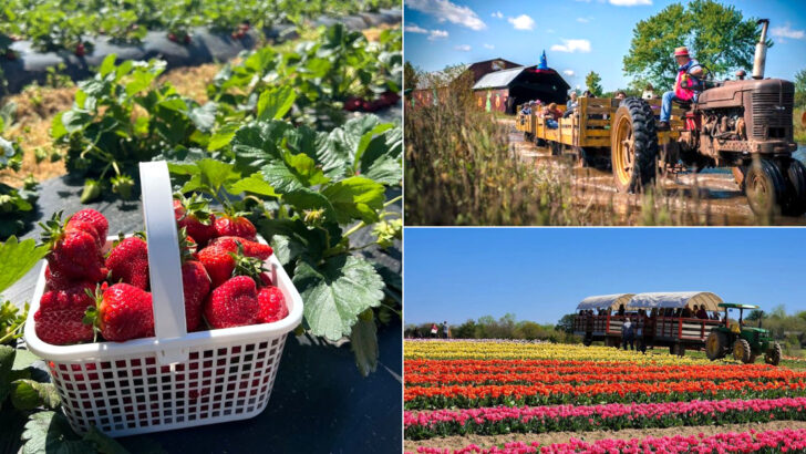 The 15 Best Places To Go Berry Picking In Virginia