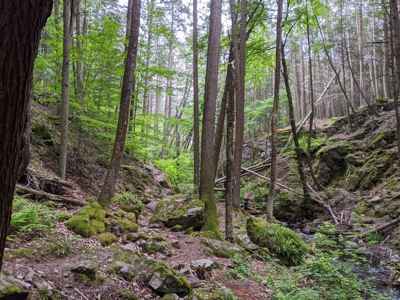 A Forest Big Enough to Wander for Hours