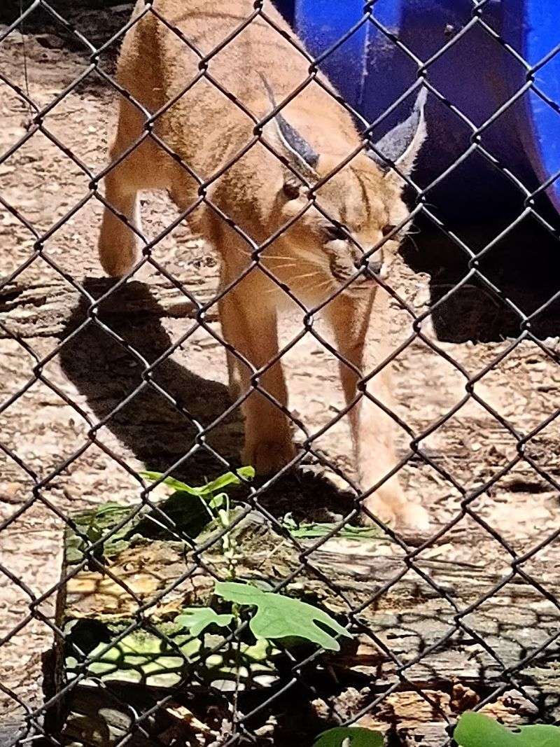 Wild Cats, Wolves, and Other Fascinating Predators