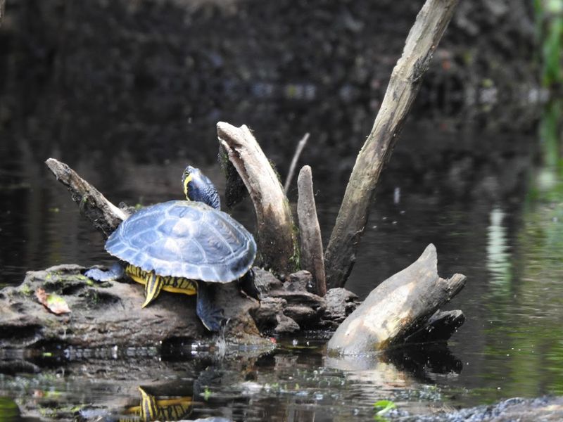 Wildlife Watching Wonderland