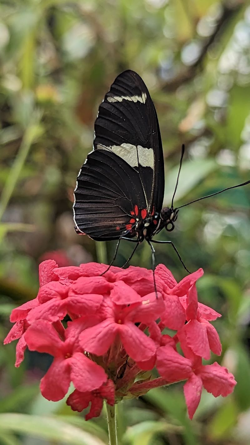 The Butterfly Place (Westford)