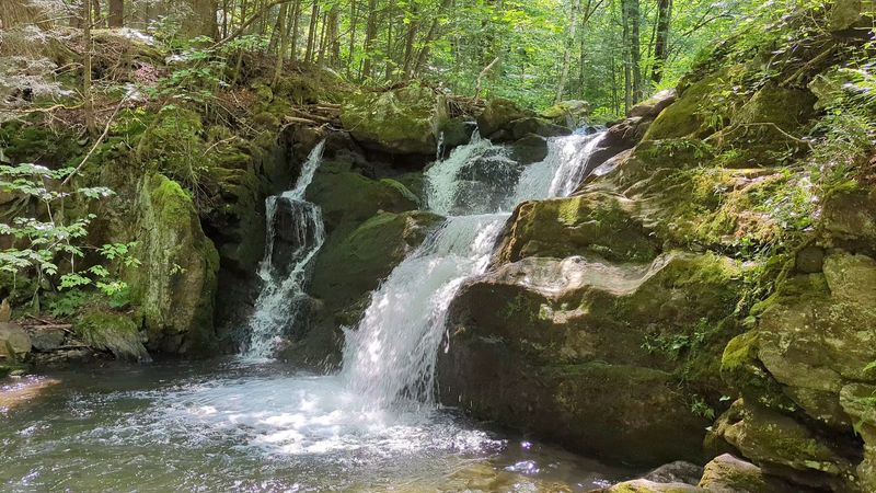 The Moss-Covered Wonderland