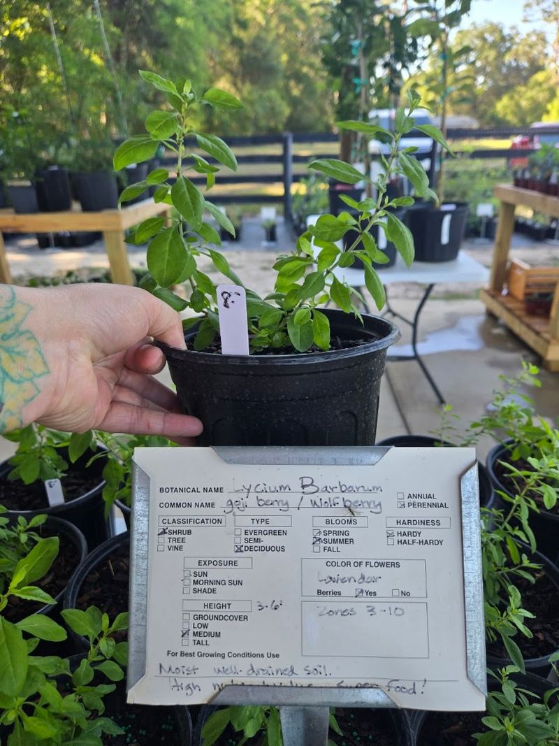 A Surprising Destination for Plants and Trees