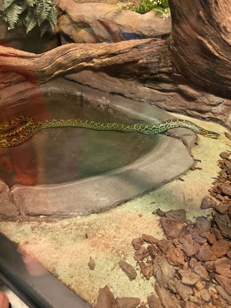 The Reptile House Adds A Cool Twist