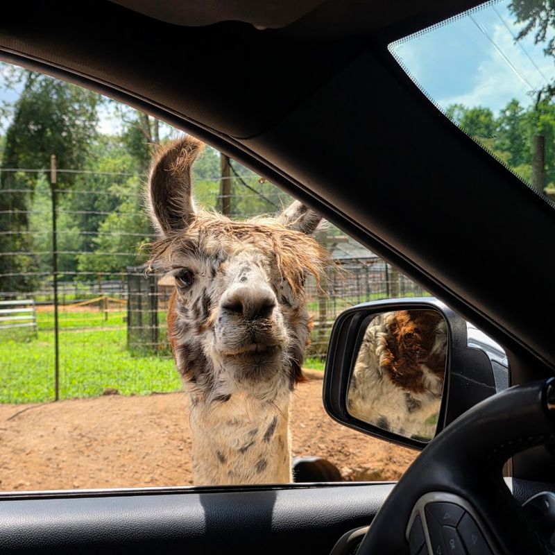 The Safari Drive-Thru Where Animals Come Right Up To Your Vehicle
