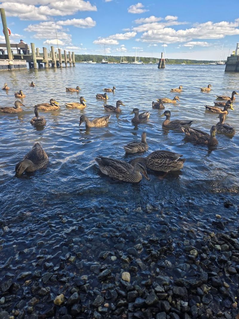 More Wildlife Than Just Swallows