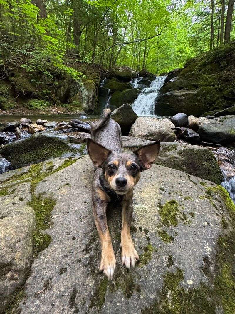 The Family and Four-Legged Friendly Factor