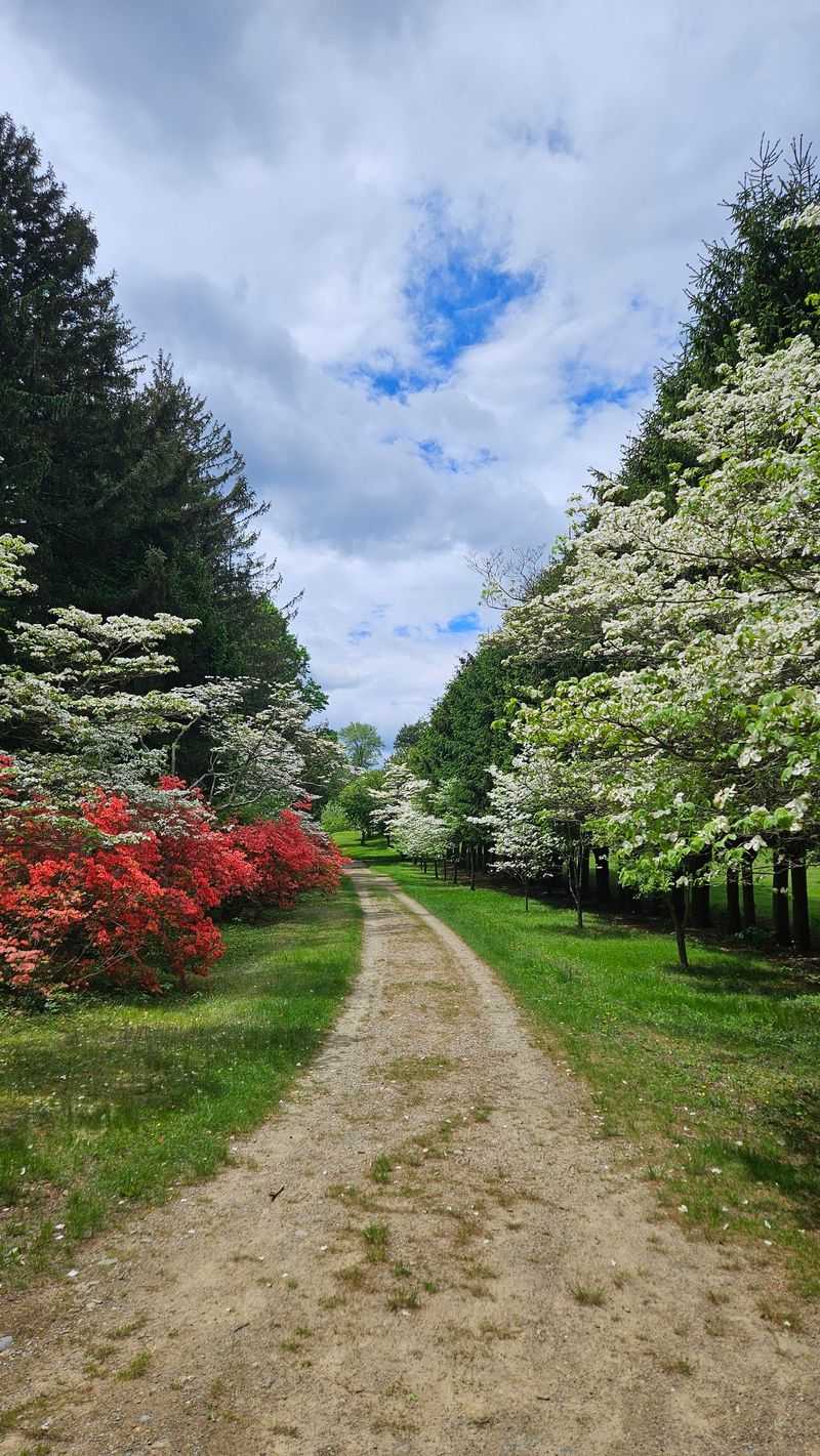 Giant Rhododendron Groves