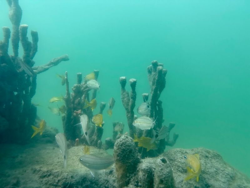 Exploring the Famous Shark Sculptures and Reef Structures