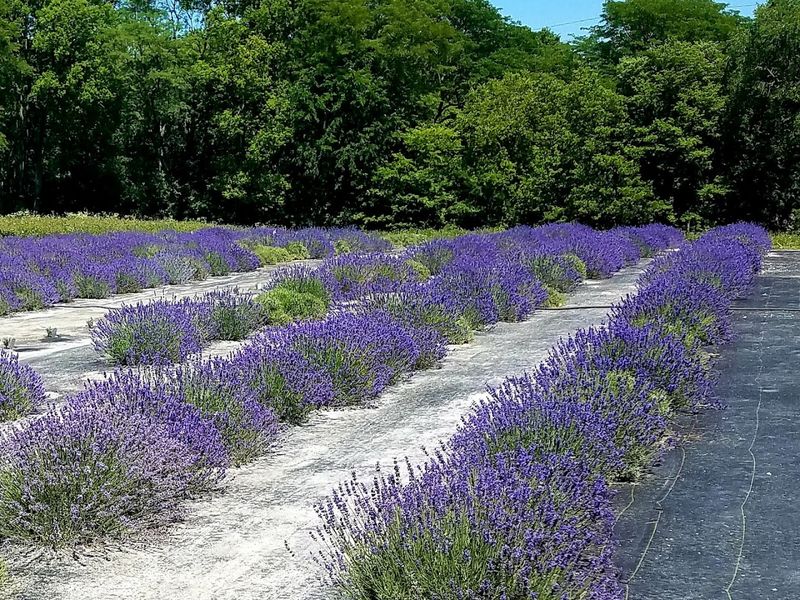 Lavender Life Lavender Farm (Pleasant Hill)