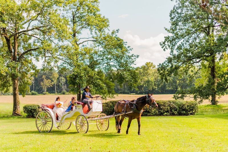 The Horses Add to the Magic