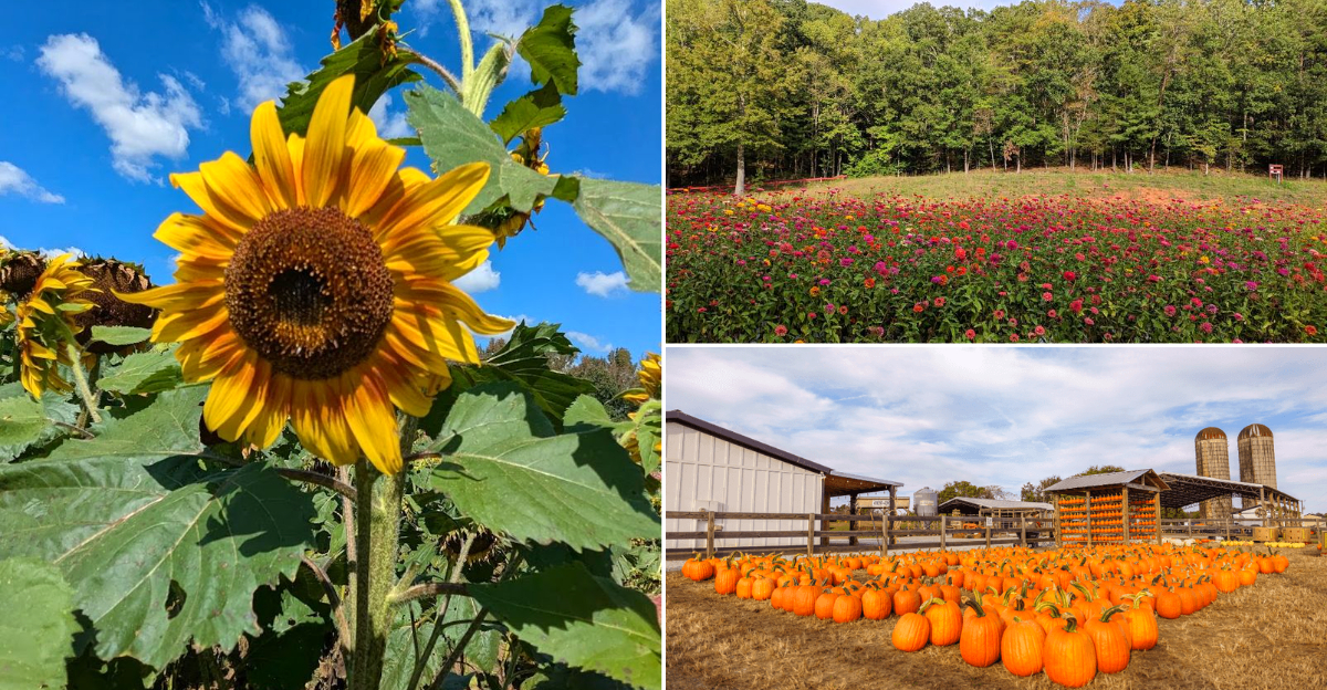 The Most Beautiful Summer Views We Found Were At These 10 Georgia Fields