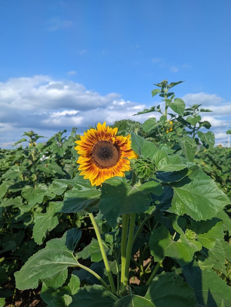 Rose's Berry Farm - South Glastonbury, Hartford County