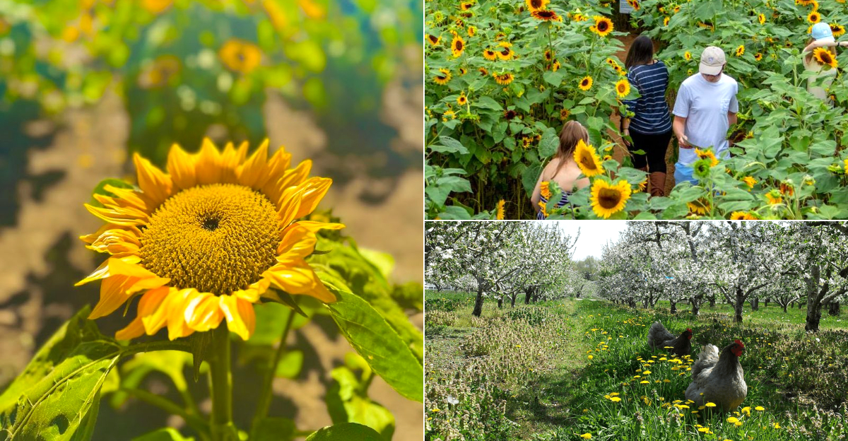The Most Beautiful Views Of The Season Are Waiting At These 11 Connecticut Sunflower Fields