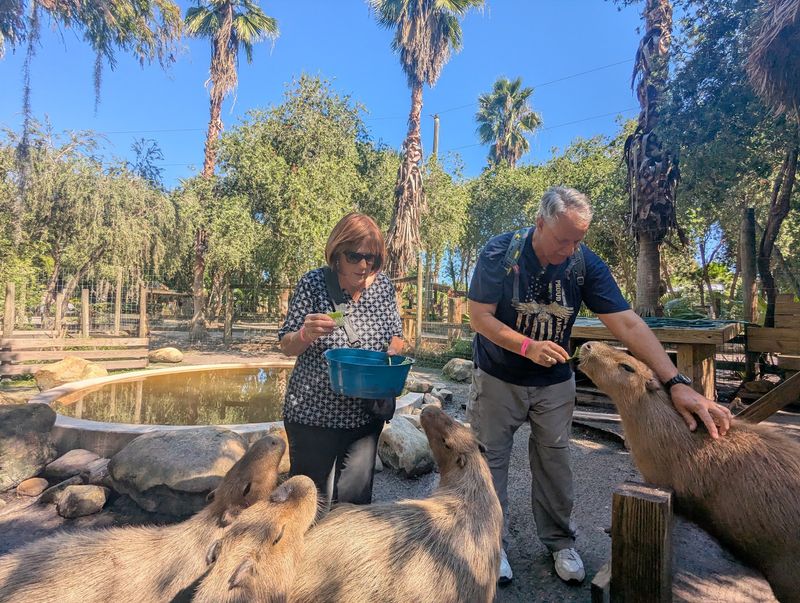 A Wild Morning Among Zebras And Gators